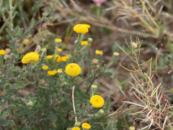 Anacyclus radiatus